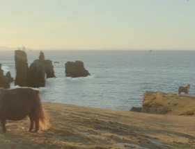 The Pony