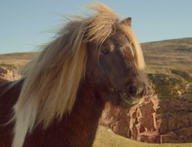 The Pony