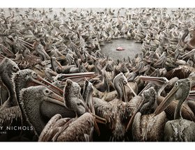Pelicans