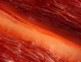 Meat?