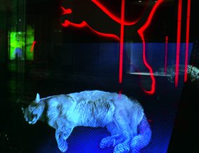 Puma Redworld